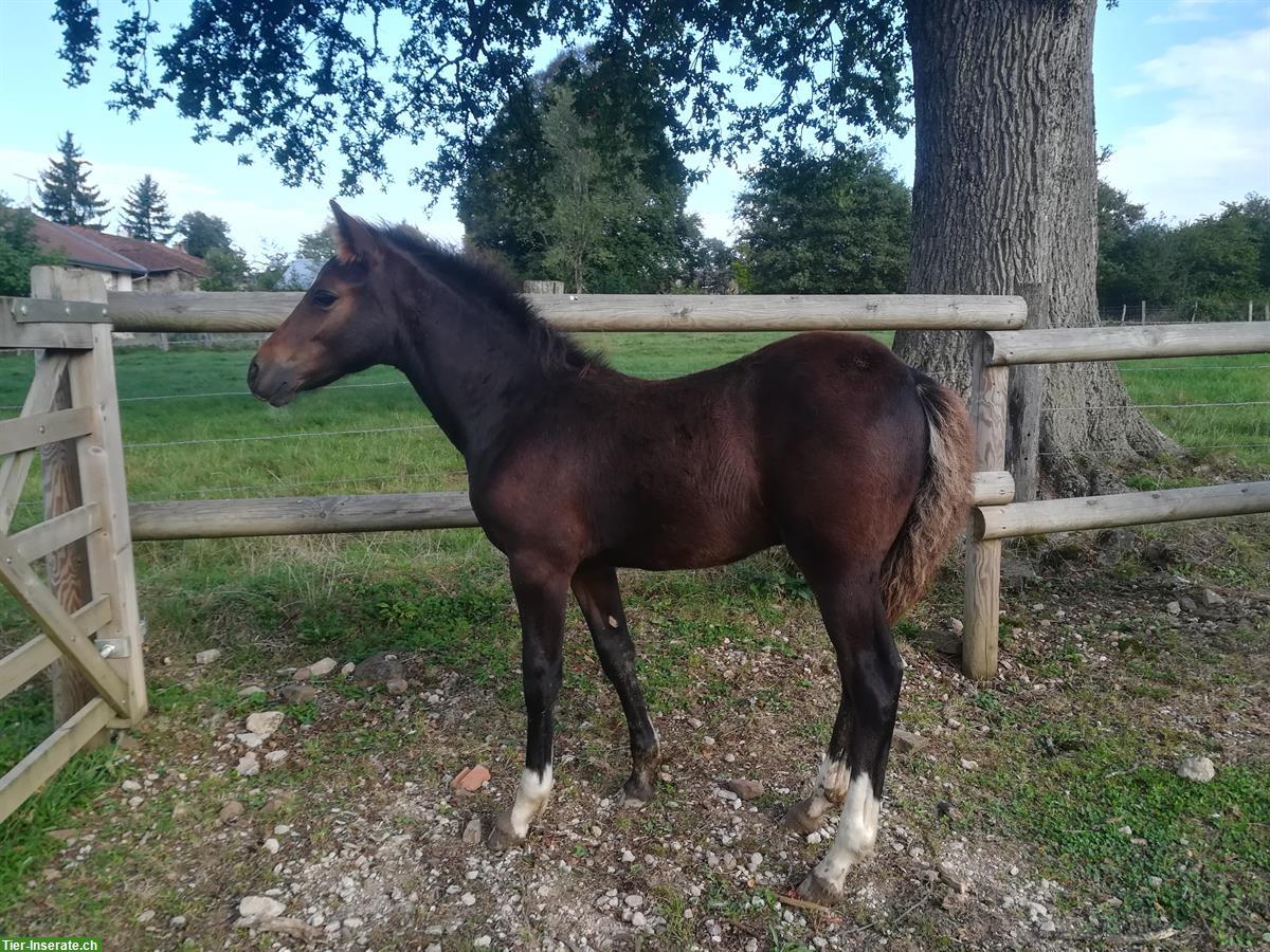 Bild 5: Bildhübsche Connemara Pony Stute