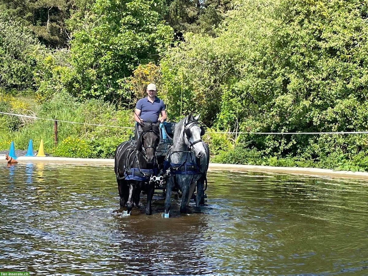 Bild 6: Bildhübsche Connemara Pony Stute