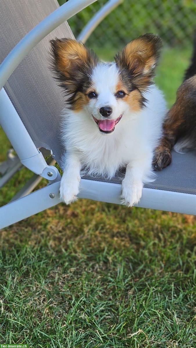 Bild 2: Papillon Welpen, Hündin und Rüde