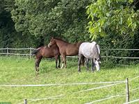 Platz frei in 4er Offenstall in Vordemwald AG