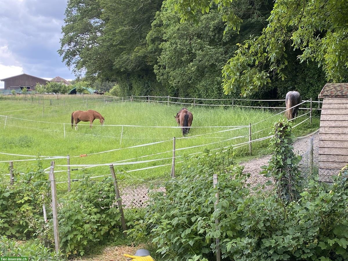 Bild 4: Platz frei in 4er Offenstall in Vordemwald AG