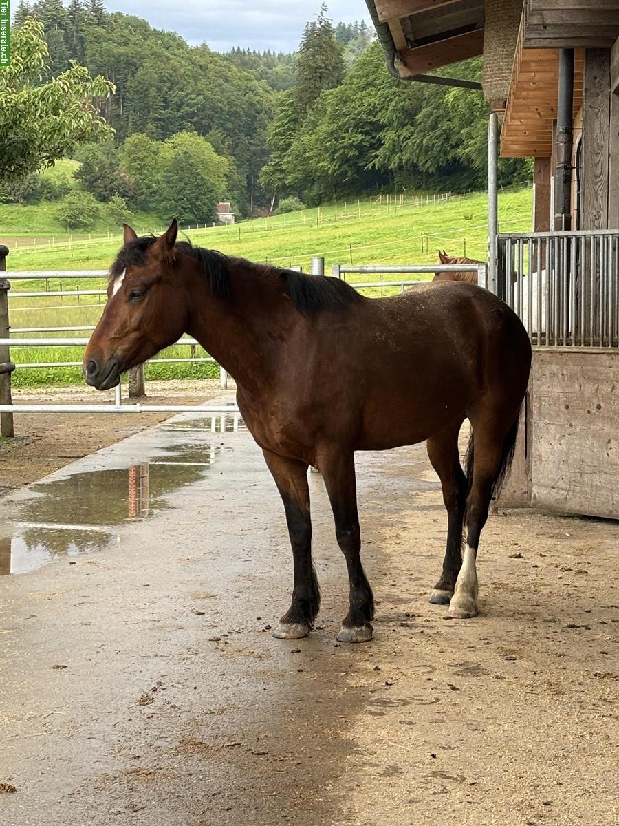 Reitbeteiligung für meine Freiberger Stute im Aargau