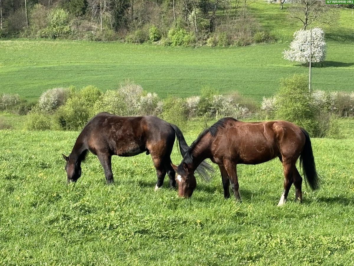 Bild 2: Reitbeteiligung für meine Freiberger Stute im Aargau