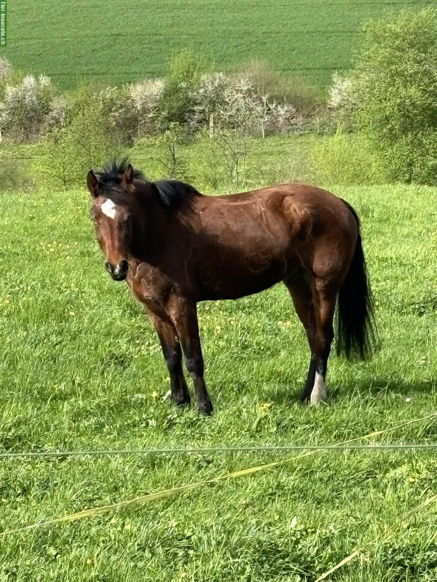 Bild 3: Reitbeteiligung für meine Freiberger Stute im Aargau