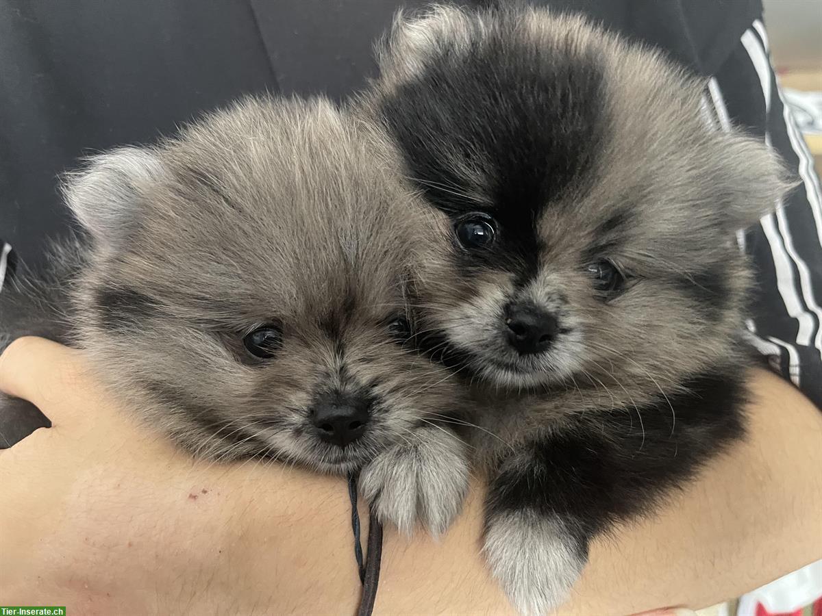 Bild 3: Pomeranian Welpen aus deutscher Zucht mit Ahnentafel