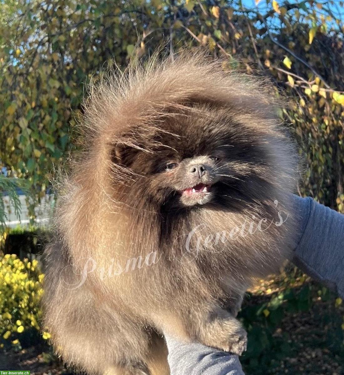 Bild 4: Pomeranian Welpen aus deutscher Zucht mit Ahnentafel