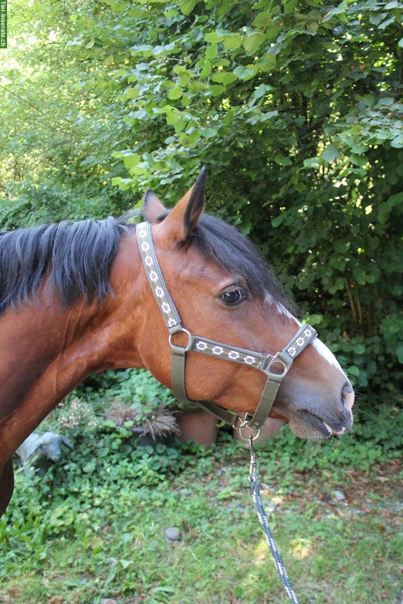 Hübsche irische Pony Stute, 140cm zu verkaufen