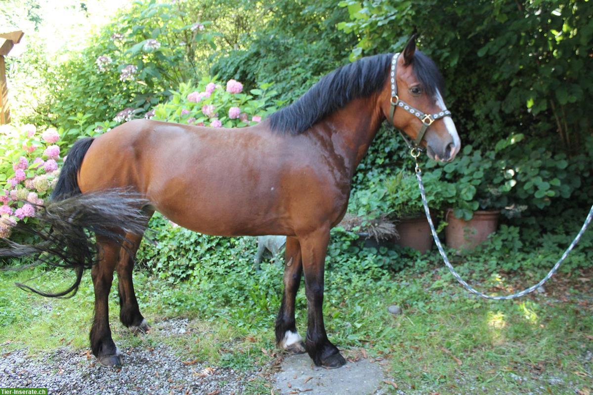 Bild 2: Hübsche irische Pony Stute, 140cm zu verkaufen