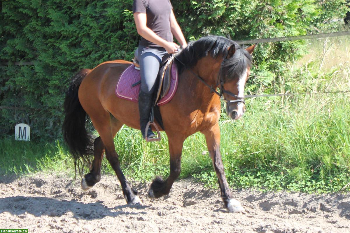 Bild 3: Hübsche irische Pony Stute, 140cm zu verkaufen