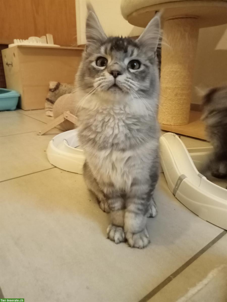 Bild 3: Maine Coon Kitten suchen ein Zuhause