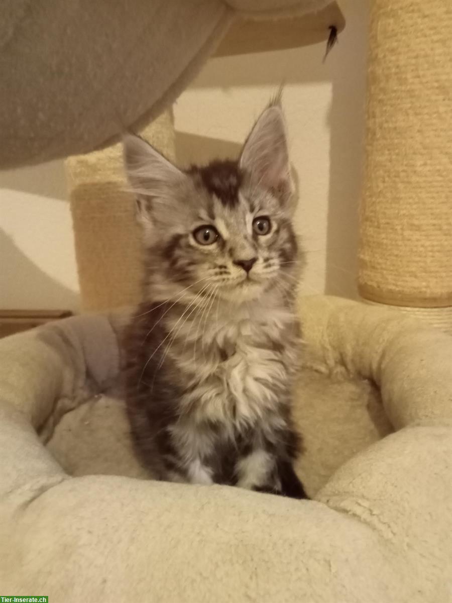 Bild 5: Maine Coon Kitten suchen ein Zuhause