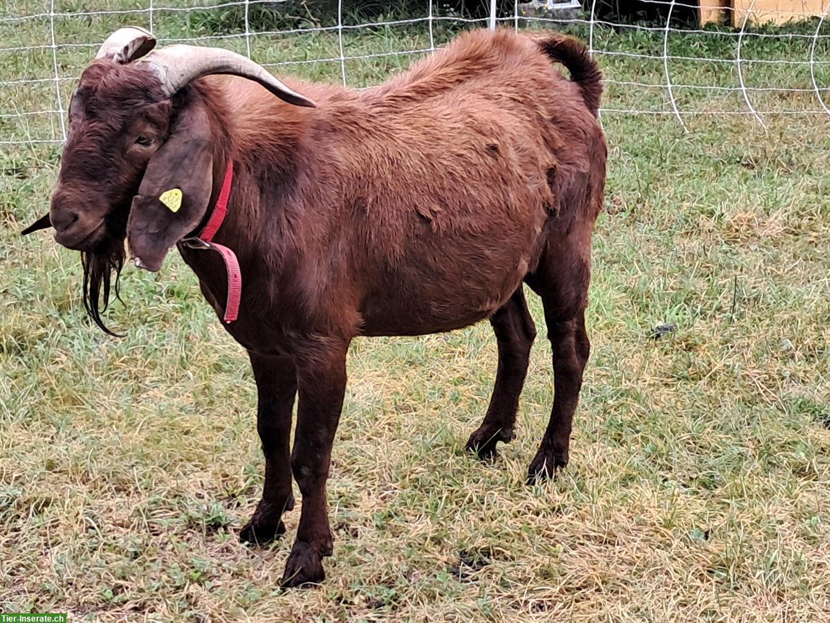 Burenziegenbock Red Kalahari