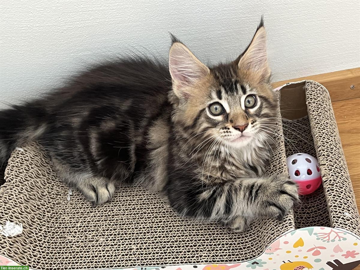 Maine Coon Kitten XL zu verkaufen