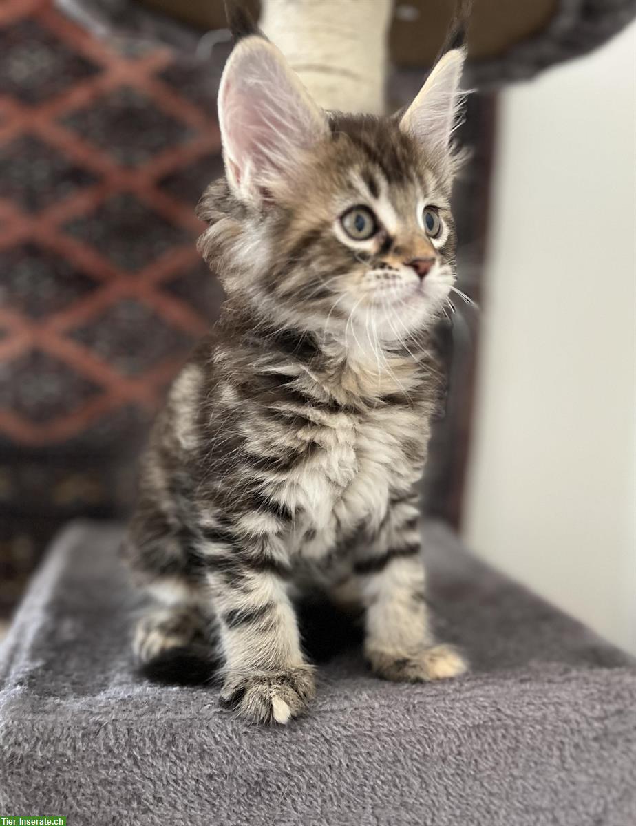 Bild 3: Maine Coon Kitten XL zu verkaufen