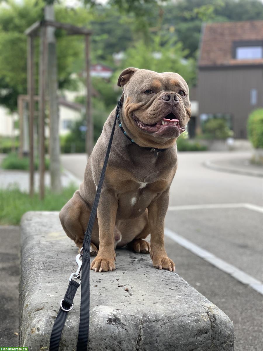 Mowgli, ein Old English Bulldog Rüde sucht liebes Zuhause