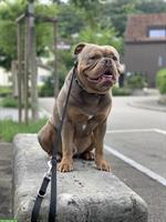 Mowgli, ein Old English Bulldog Rüde sucht liebes Zuhause