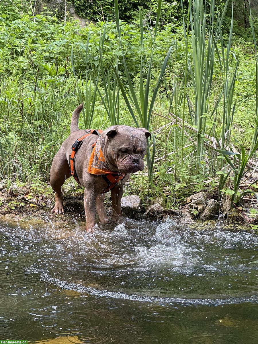 Bild 5: Mowgli, ein Old English Bulldog Rüde sucht liebes Zuhause