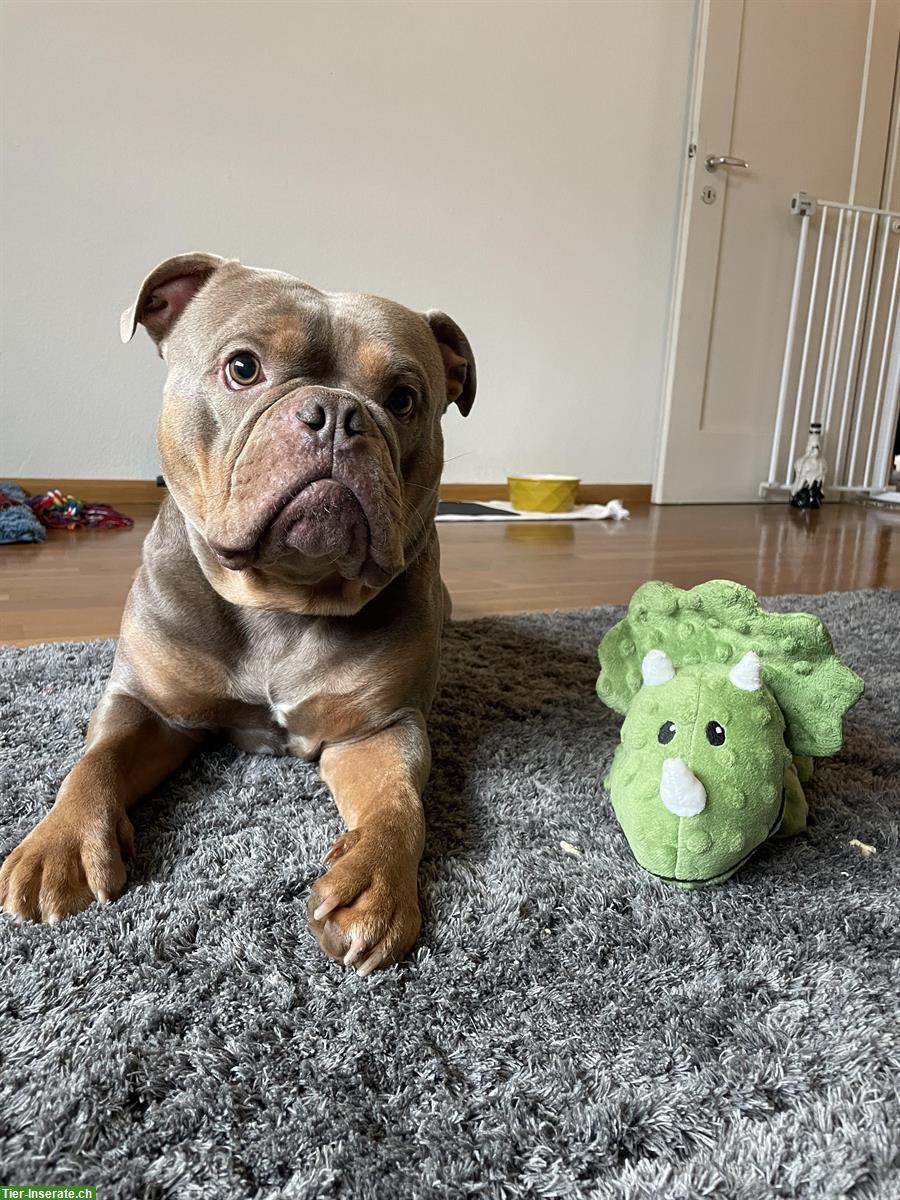 Bild 6: Mowgli, ein Old English Bulldog Rüde sucht liebes Zuhause