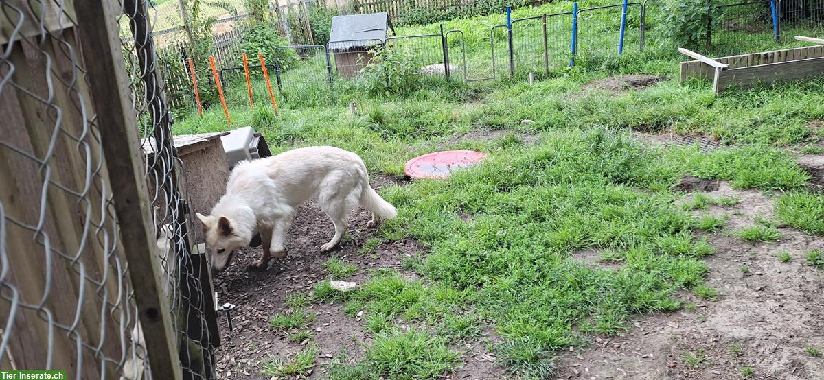 Bild 2: Wunderschöne Altdeutsche Schäferhund Welpen suchen Herzensplätze