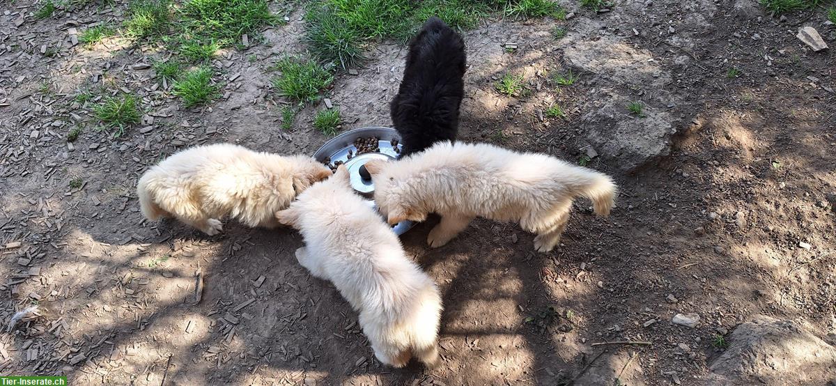 Bild 3: Wunderschöne Altdeutsche Schäferhund Welpen suchen Herzensplätze