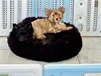 Yorkshire Terrier Welpen, schwarz & braun