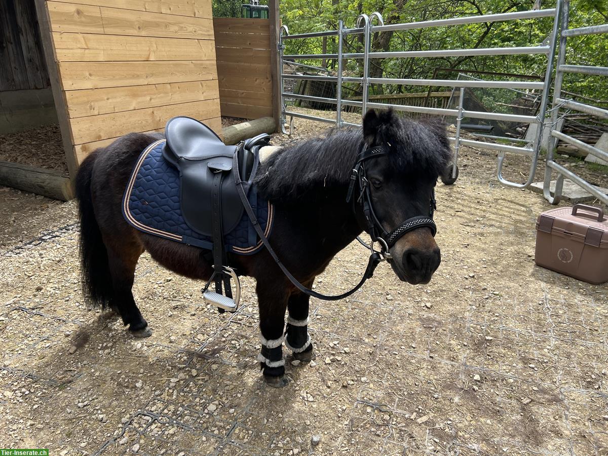 Geführtes Ponyreiten mit Shetty für die Kleinsten