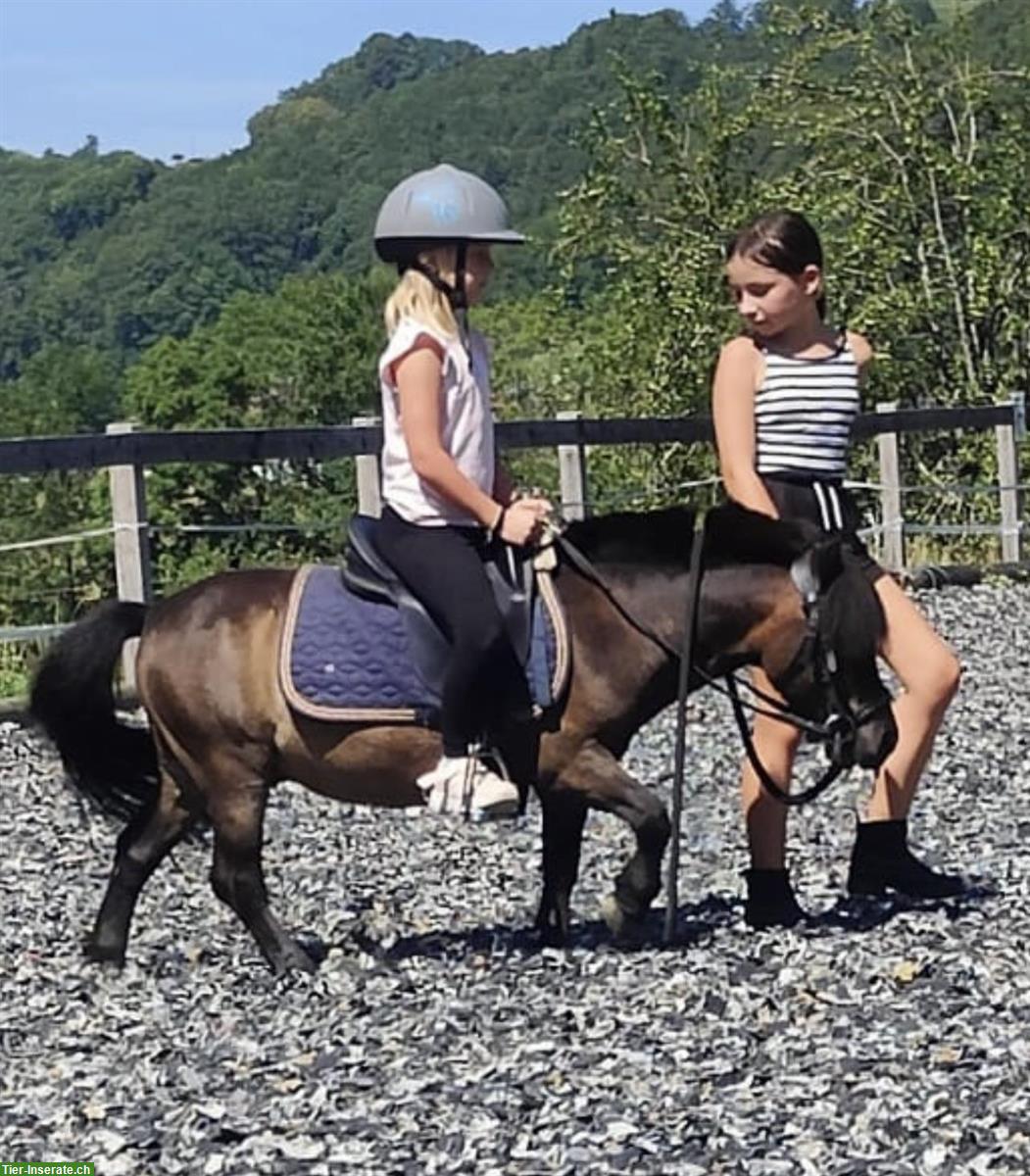 Bild 2: Geführtes Ponyreiten mit Shetty für die Kleinsten