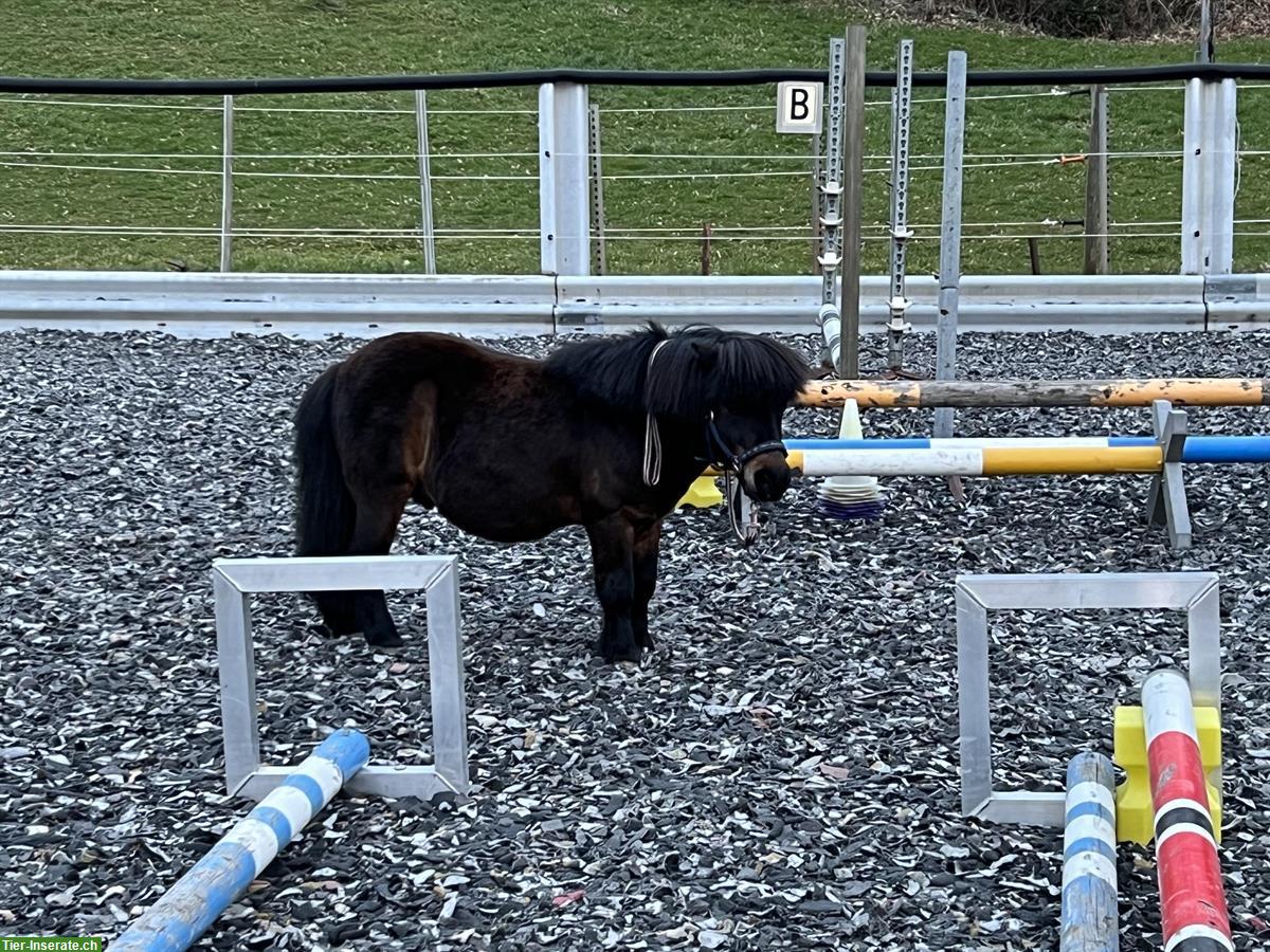 Bild 3: Geführtes Ponyreiten mit Shetty für die Kleinsten