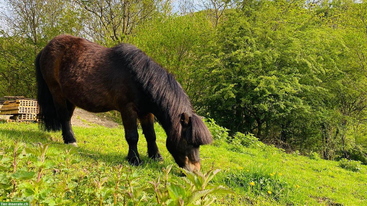 Bild 4: Geführtes Ponyreiten mit Shetty für die Kleinsten