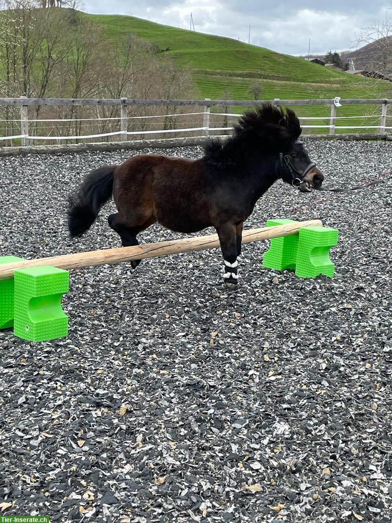 Bild 5: Geführtes Ponyreiten mit Shetty für die Kleinsten