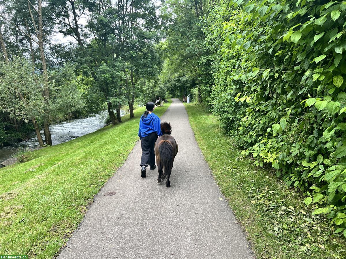 Bild 7: Geführtes Ponyreiten mit Shetty für die Kleinsten