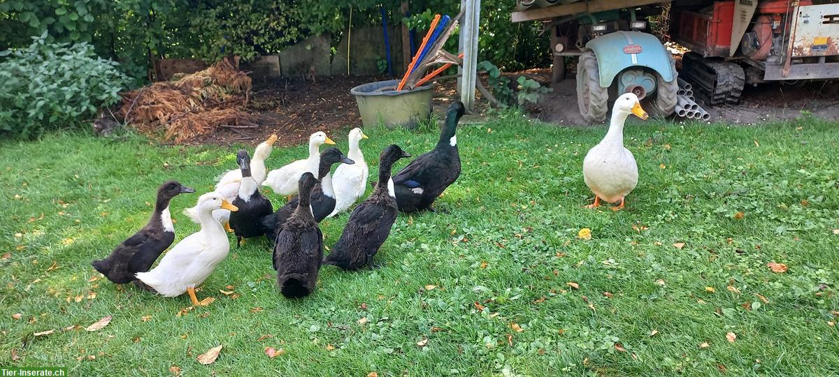 Bild 4: Junge Pommernenten suchen ein schönes Zuhause