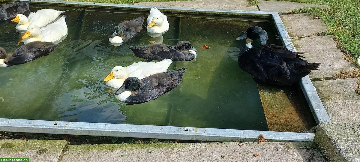 Bild 6: Junge Pommernenten suchen ein schönes Zuhause