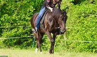 Arabisches Partbred, 10-jähriger Wallach