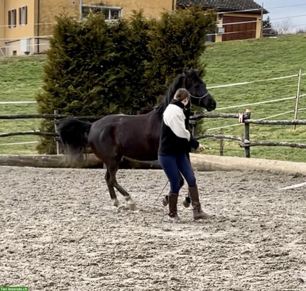 Bild 6: Arabisches Partbred, 10-jähriger Wallach