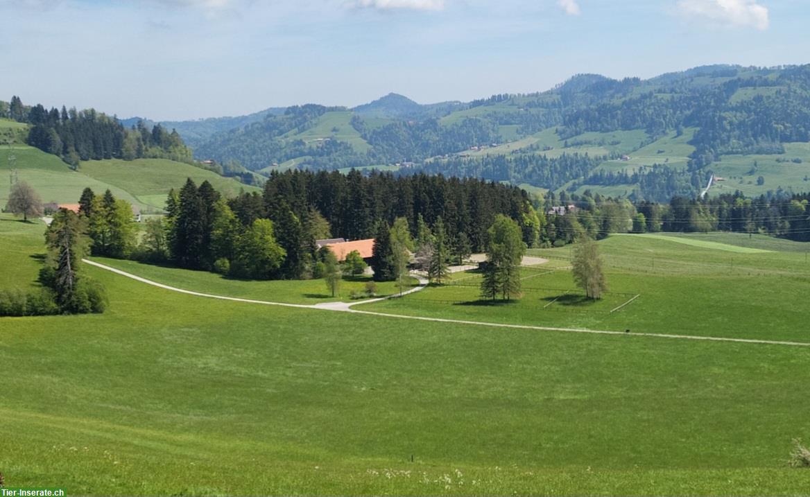 Ponyboxe frei bis Stockmass 105cm im Egghof