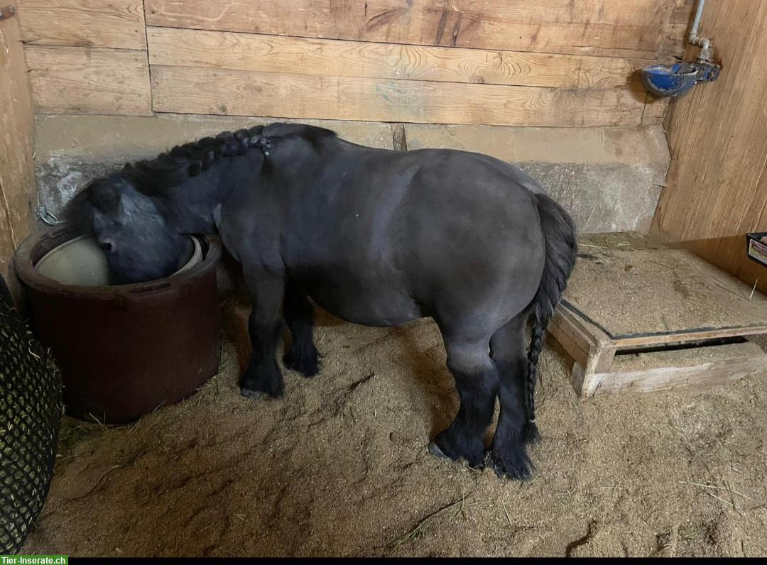 Bild 3: Ponyboxe frei bis Stockmass 105cm im Egghof