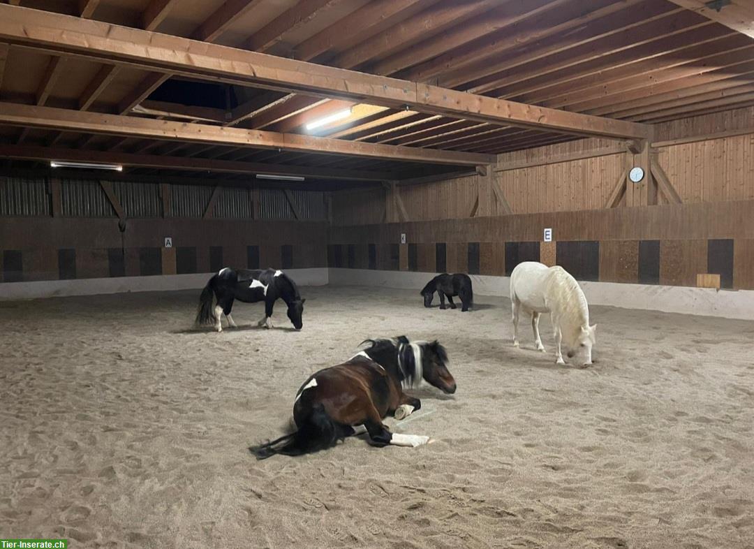 Bild 4: Ponyboxe frei bis Stockmass 105cm im Egghof