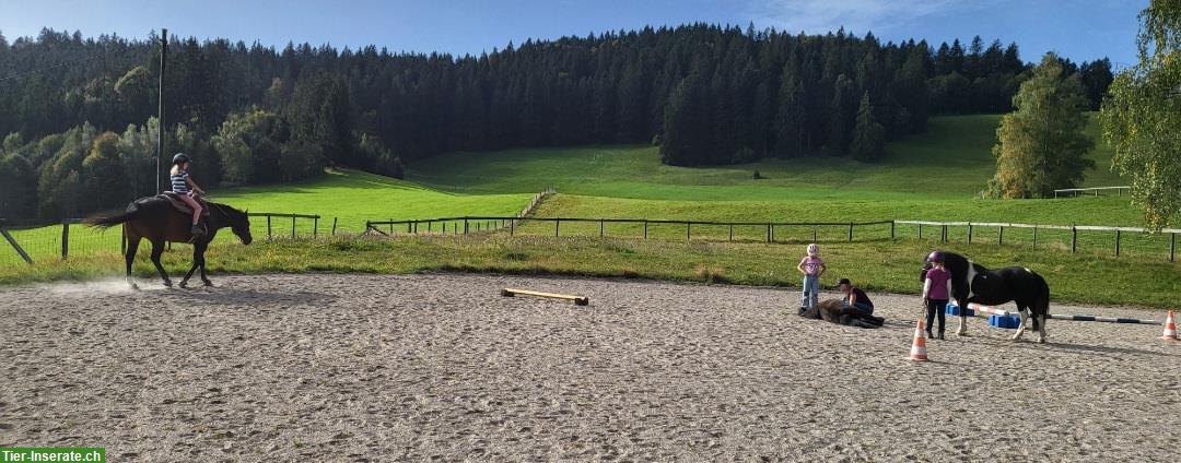 Bild 5: Ponyboxe frei bis Stockmass 105cm im Egghof