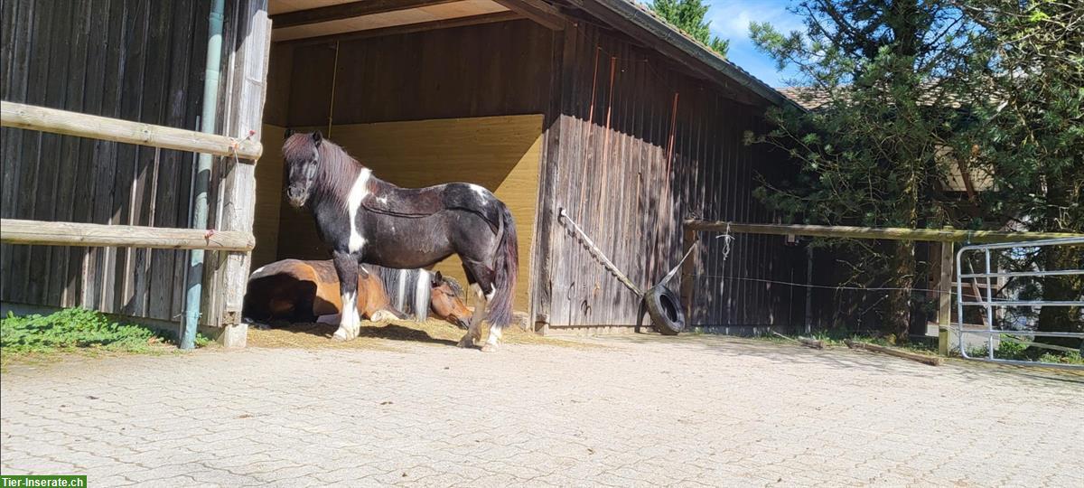 Bild 6: Ponyboxe frei bis Stockmass 105cm im Egghof