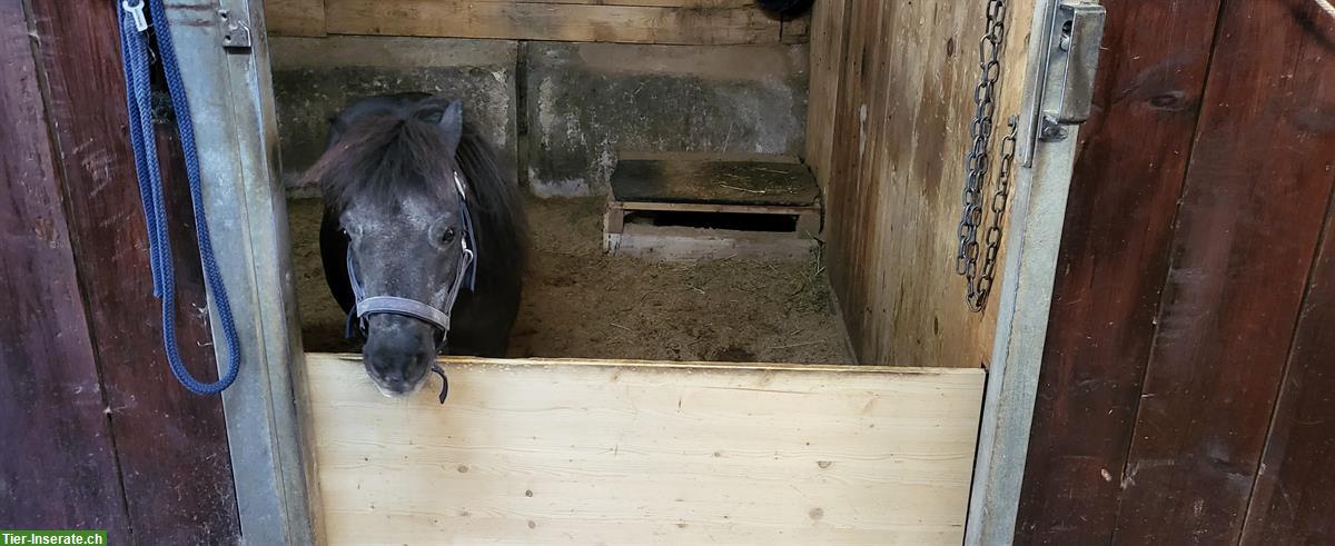 Bild 7: Ponyboxe frei bis Stockmass 105cm im Egghof