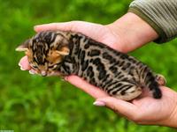 Bengal Kitten mit Stammbaum Schweiz