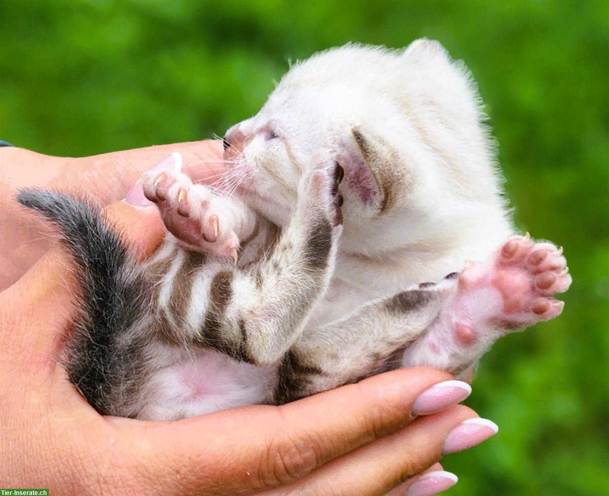 Bild 2: Bengal Kitten mit Stammbaum Schweiz