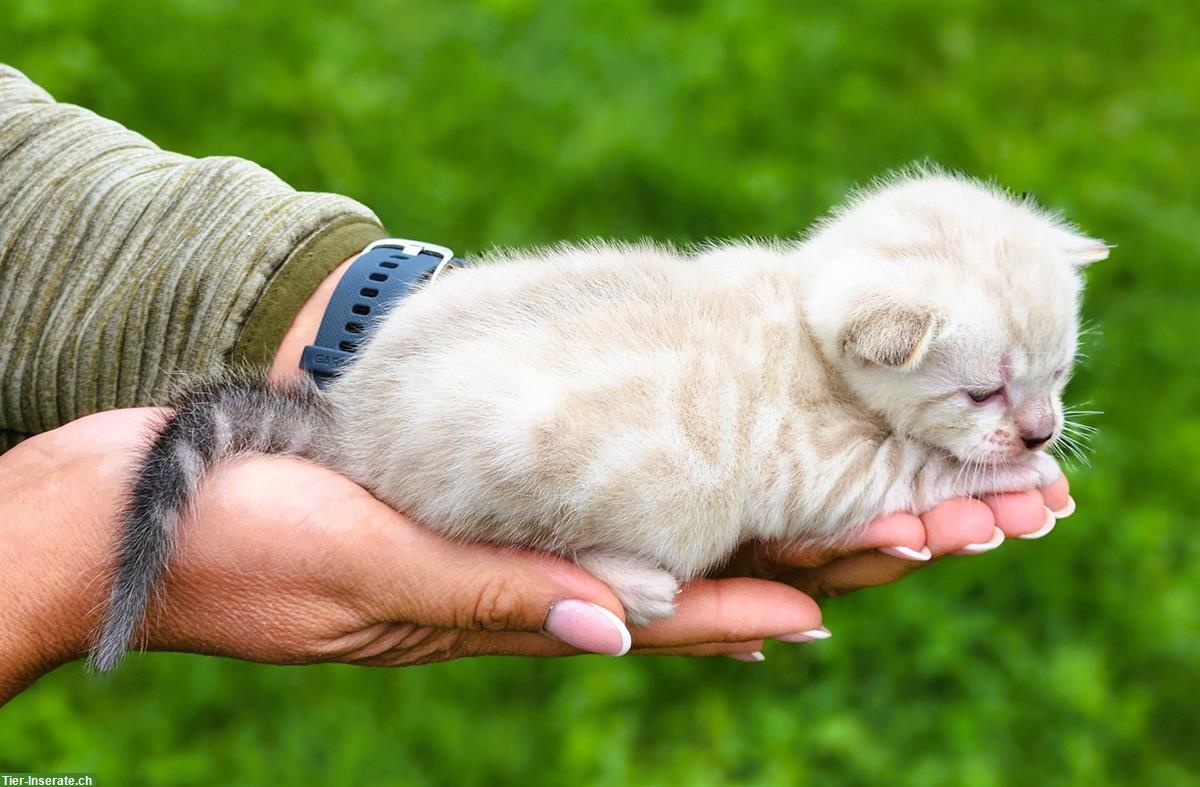 Bild 3: Bengal Kitten mit Stammbaum Schweiz