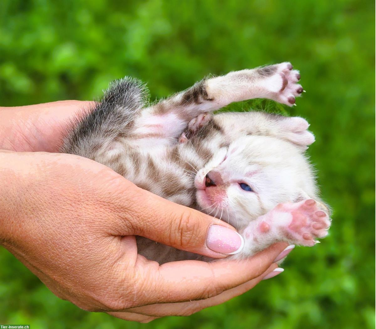 Bild 6: Bengal Kitten mit Stammbaum Schweiz