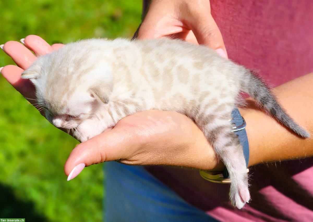 Bild 7: Bengal Kitten mit Stammbaum Schweiz