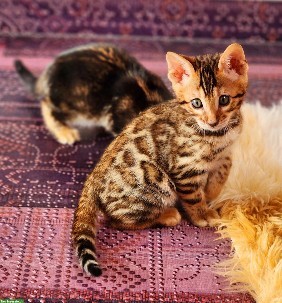 Bild 8: Bengal Kitten mit Stammbaum Schweiz