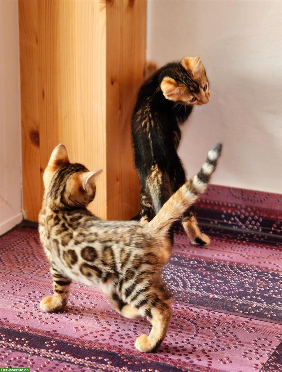 Bild 9: Bengal Kitten mit Stammbaum Schweiz