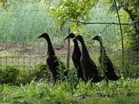 Laufenten Enten und Erpel aus eigener Aufzucht