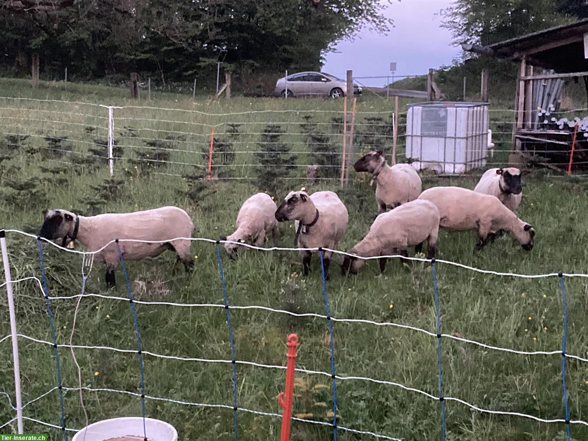 Bild 2: Weideland /Pachtland GESUCHT für Schafherde, ZH-Oberland